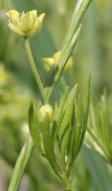 Fotografia da espécie Ranunculus arvensis