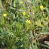 Fotografia 15 da espécie Ranunculus arvensis do Jardim Botânico UTAD