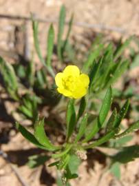 Fotografia da espécie Ranunculus arvensis