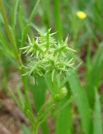 Fotografia da espécie Ranunculus arvensis