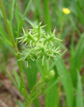 Fotografia 18 da espécie Ranunculus arvensis no Jardim Botânico UTAD