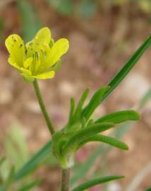 Fotografia da espécie Ranunculus arvensis