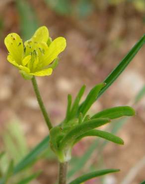 Fotografia 19 da espécie Ranunculus arvensis no Jardim Botânico UTAD