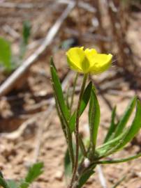 Fotografia da espécie Ranunculus arvensis