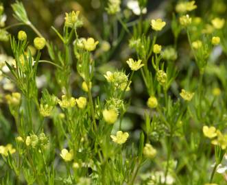 Fotografia da espécie Ranunculus arvensis