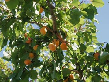 Fotografia da espécie Prunus armeniaca