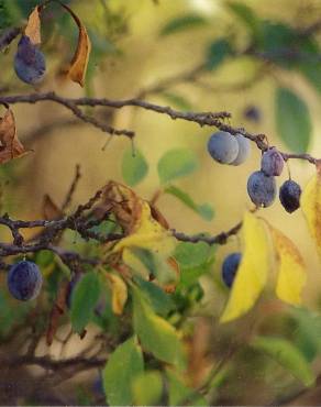 Fotografia 3 da espécie Prunus insititia no Jardim Botânico UTAD