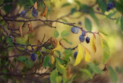 Fotografia da espécie Prunus insititia