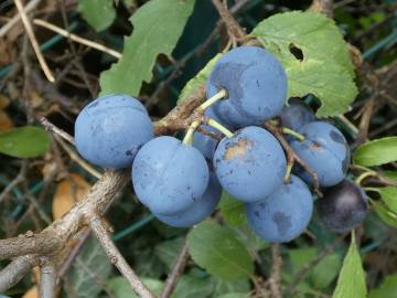 Fotografia da espécie Prunus insititia