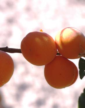 Fotografia 4 da espécie Prunus armeniaca no Jardim Botânico UTAD