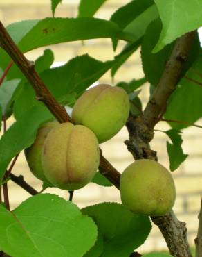 Fotografia 5 da espécie Prunus armeniaca no Jardim Botânico UTAD