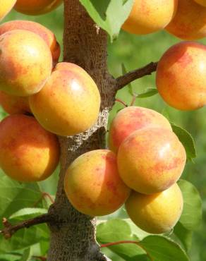 Fotografia 6 da espécie Prunus armeniaca no Jardim Botânico UTAD