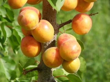 Fotografia da espécie Prunus armeniaca