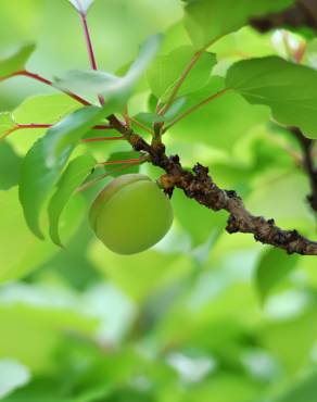 Fotografia 8 da espécie Prunus armeniaca no Jardim Botânico UTAD