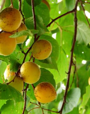 Fotografia 9 da espécie Prunus armeniaca no Jardim Botânico UTAD