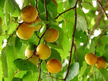 Fotografia da espécie Prunus armeniaca