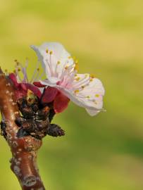 Fotografia da espécie Prunus armeniaca