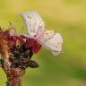 Fotografia 10 da espécie Prunus armeniaca do Jardim Botânico UTAD