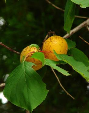 Fotografia 11 da espécie Prunus armeniaca no Jardim Botânico UTAD