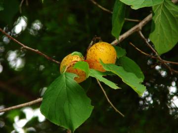 Fotografia da espécie Prunus armeniaca