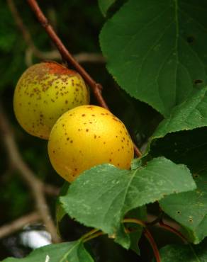 Fotografia 12 da espécie Prunus armeniaca no Jardim Botânico UTAD