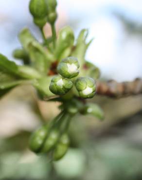 Fotografia 13 da espécie Prunus armeniaca no Jardim Botânico UTAD