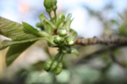 Fotografia da espécie Prunus armeniaca