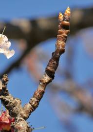 Fotografia da espécie Prunus armeniaca