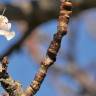 Fotografia 14 da espécie Prunus armeniaca do Jardim Botânico UTAD