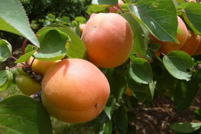 Fotografia da espécie Prunus armeniaca