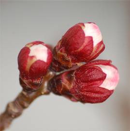 Fotografia da espécie Prunus armeniaca