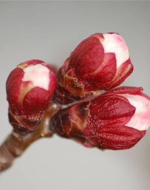 Fotografia 16 da espécie Prunus armeniaca no Jardim Botânico UTAD