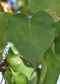 Fotografia da espécie Prunus armeniaca