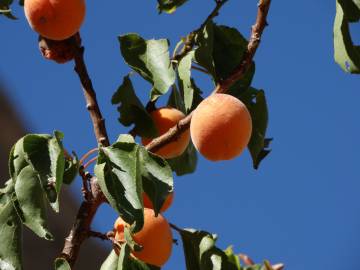 Fotografia da espécie Prunus armeniaca