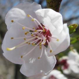 Fotografia da espécie Prunus armeniaca