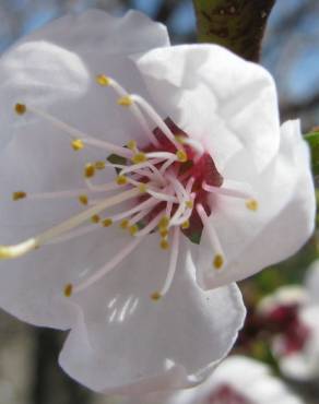 Fotografia 19 da espécie Prunus armeniaca no Jardim Botânico UTAD