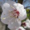 Fotografia 19 da espécie Prunus armeniaca do Jardim Botânico UTAD