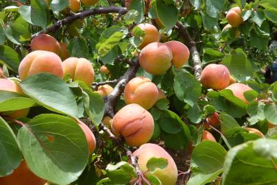 Fotografia da espécie Prunus armeniaca