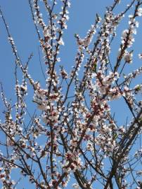 Fotografia da espécie Prunus armeniaca