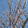 Fotografia 21 da espécie Prunus armeniaca do Jardim Botânico UTAD