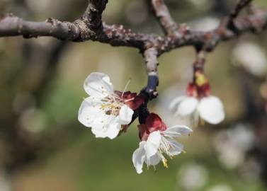 Fotografia da espécie Prunus armeniaca