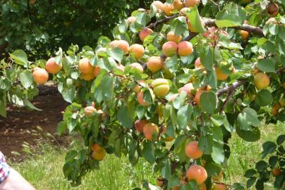 Fotografia da espécie Prunus armeniaca