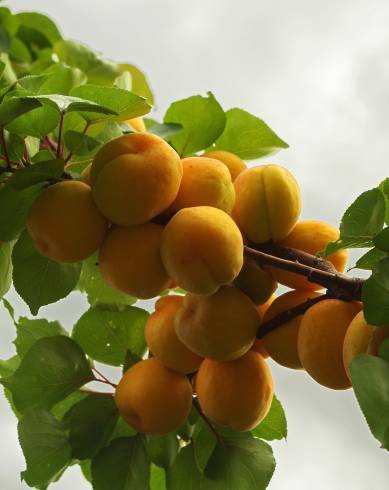 Fotografia de capa Prunus armeniaca - do Jardim Botânico