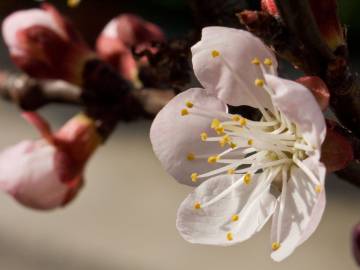 Fotografia da espécie Prunus armeniaca