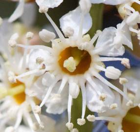 Fotografia da espécie Prunus laurocerasus