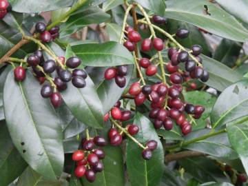 Fotografia da espécie Prunus laurocerasus