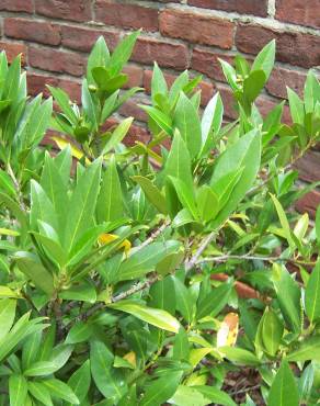 Fotografia 13 da espécie Prunus laurocerasus no Jardim Botânico UTAD