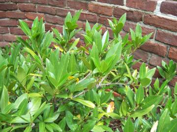 Fotografia da espécie Prunus laurocerasus