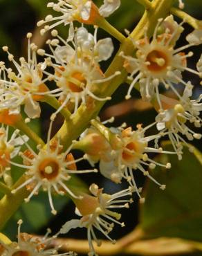 Fotografia 14 da espécie Prunus laurocerasus no Jardim Botânico UTAD