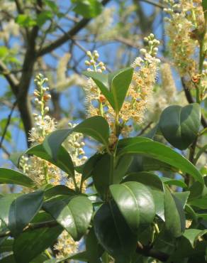 Fotografia 16 da espécie Prunus laurocerasus no Jardim Botânico UTAD